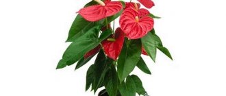 Anthurium