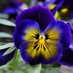 Pansies: 200 photos (description and useful properties)