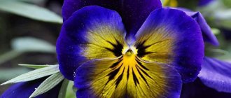 Pansies: 200 photos (description and useful properties)