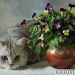 Pansy-flowers-Description-features-types-and-care-of-pansies-4