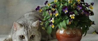 Pansy-flowers-Description-features-types-and-care-of-pansies-4