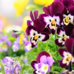 Pansies