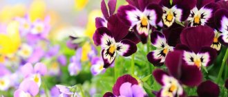 Pansies