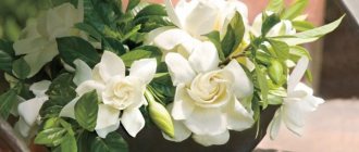 Fragrant gardenia