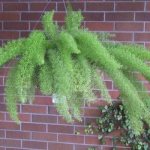 asparagus in a flower pot