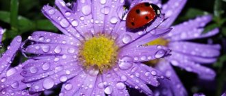 Alpine aster: growing from seeds of a perennial mixture, when to plant, care, photo