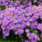 Asters are perennial. Varieties, photos, names, reviews 