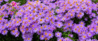 Asters are perennial. Varieties, photos, names, reviews 