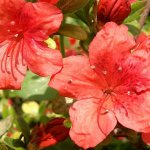 Indian azalea