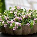 bacopa growing from seeds photo