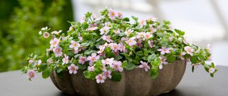 bacopa growing from seeds photo