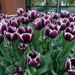 Burgundy tulips with white border