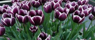 Burgundy tulips with white border