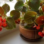 Begonia (70 photos): types and features of care