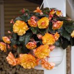 Ampelous begonia - secrets of successful cultivation