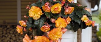 Ampelous begonia - secrets of successful cultivation