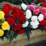 Begonia tuberous. Varieties, planting and caring for seeds at home in winter and autumn 