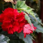 Begonia tuberous