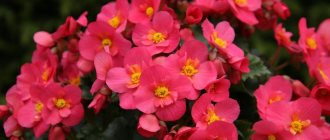 Garden begonia - how to plant and care for a flower in the country