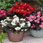 Begonia: home care