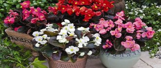 Begonia: home care