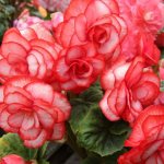 Begonia