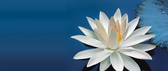 white water lily