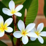 White plumeria