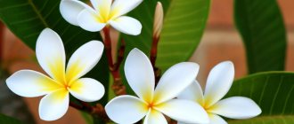 White plumeria