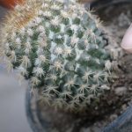 Whitish plaque and spots on a cactus