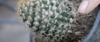 Whitish plaque and spots on a cactus