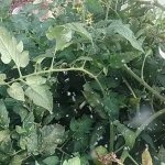 Whitefly on tomatoes