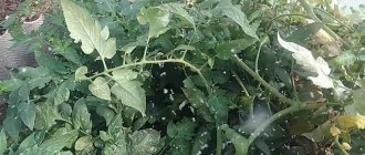 Whitefly on tomatoes