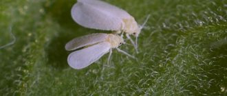 Whitefly