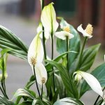 White flowers