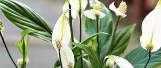 White flowers