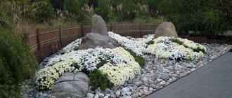 White chrysanthemums at the New York Botanical Garden