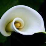 White calla flower