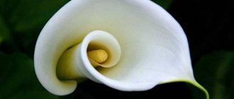 White calla flower