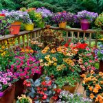 home flower growing business