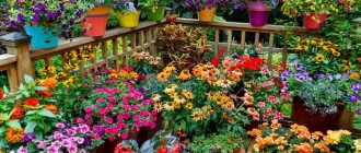 home flower growing business