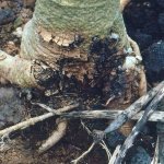 Root rot disease - treatment and control, remedies and preparations for root rot