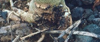 Root rot disease - treatment and control, remedies and preparations for root rot