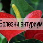 Anthurium diseases