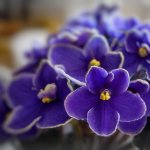 Diseases of violets with photographs and their treatment