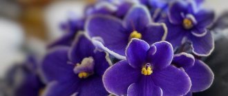 Diseases of violets with photographs and their treatment