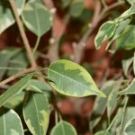 Ficus benjamina diseases