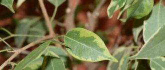 Ficus benjamina diseases