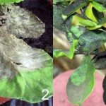 Diseases of indoor plants photo