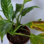 Spathiphyllum diseases